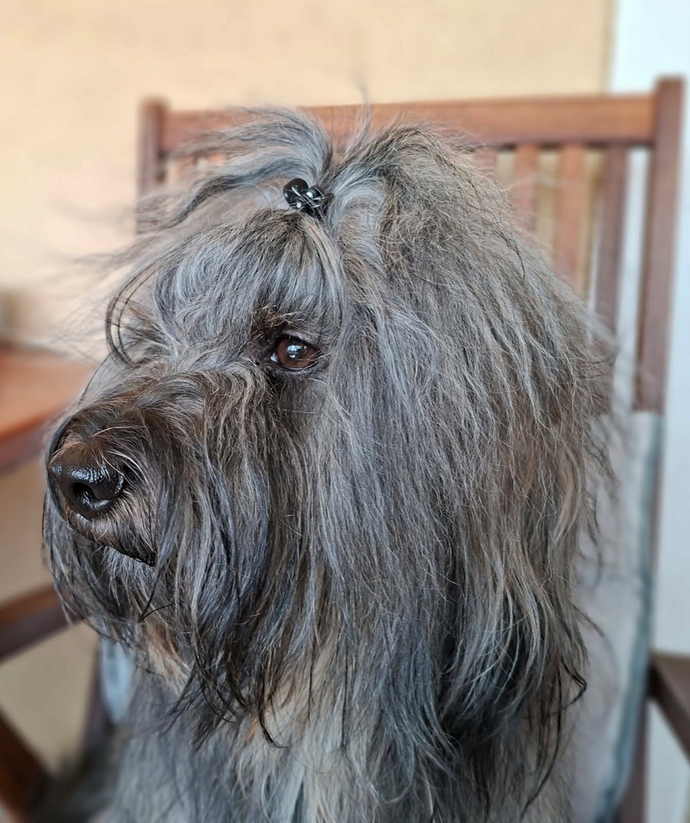 Portret Ketuja od blizu, dlaka na čelu speta s sponko